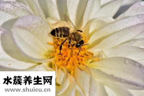 肠清茶怎么喝