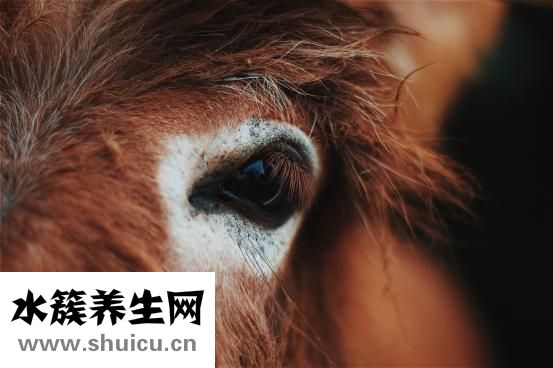 虫子进眼睛怎么办