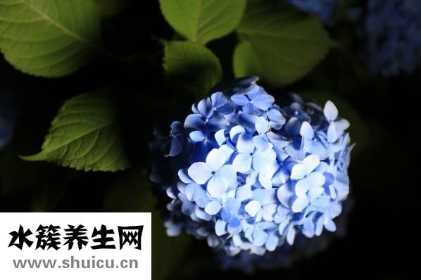 绣球花怎么插