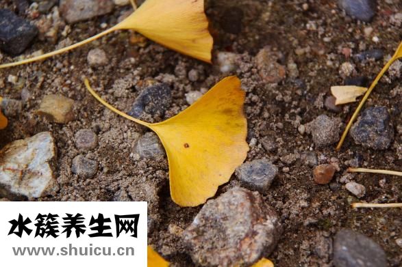 银杏中毒怎么办
