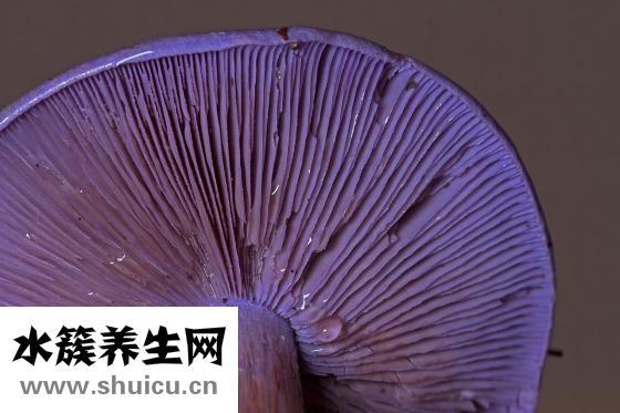 香菇转色太浅怎么办