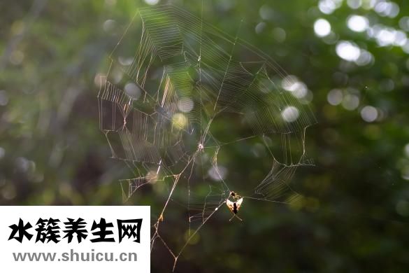 狗狗虱子怎么办