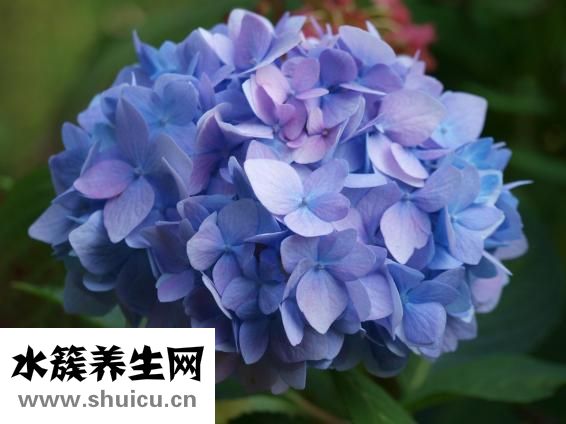 绣球花怎么插