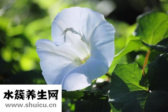 空心菜怎么种植