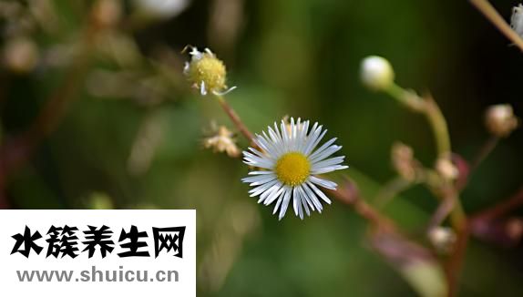 尖锐疣怎么治