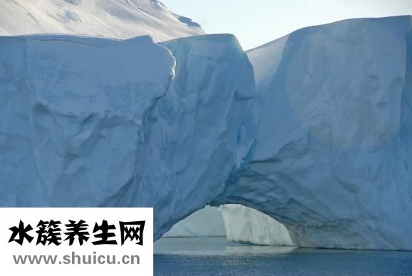 冰山雪莲怎么保存
