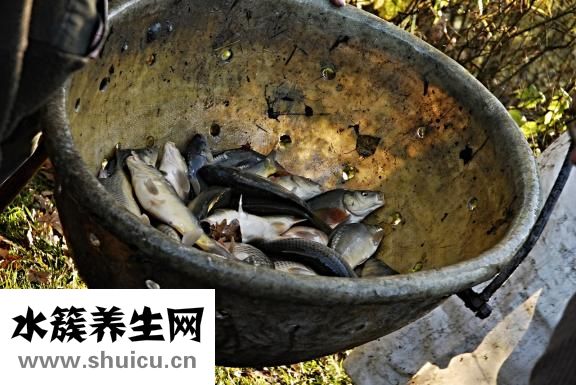 孔雀鱼跳缸怎么回事