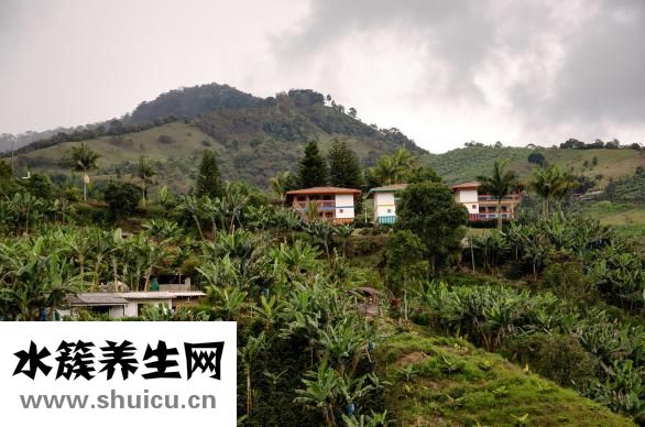 空心菜怎么种植