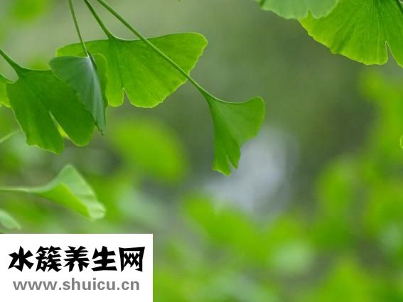 吃白果中毒了怎么办