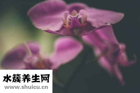 草木灰浇兰花怎么用