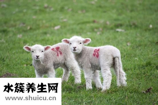 怎么做葱爆羊肉嫩
