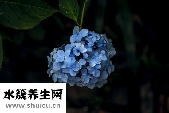 绣球花怎么插