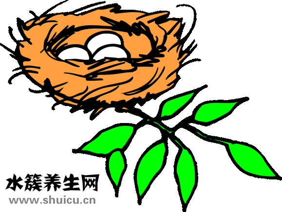 微波炉煮蛋器怎么用