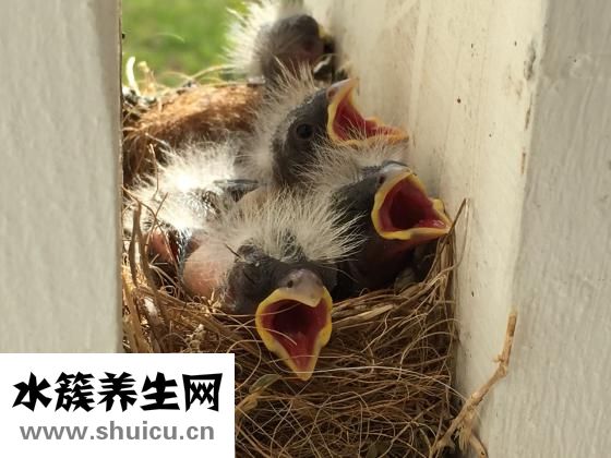 婴儿胎黄怎么办