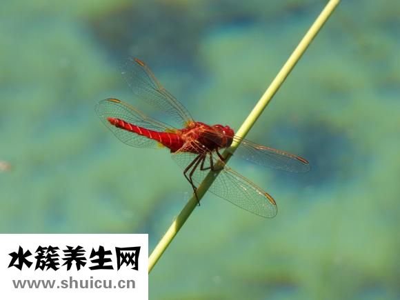 冻疮开裂怎么办