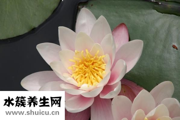 冰山雪莲怎么保存