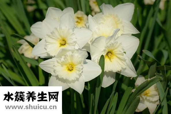 误食水仙花怎么办