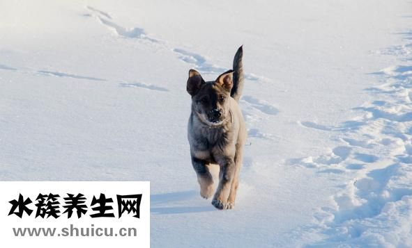 黄金耳怎么吃