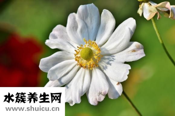 大红袍怎么喝