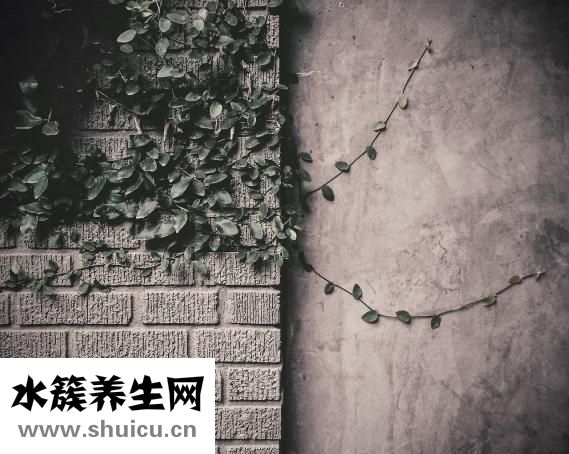 回家吃饭怎么不能看