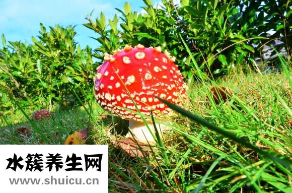 香菇转色太浅怎么办