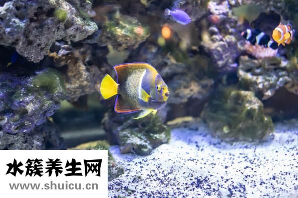 热带鱼十间怎么养