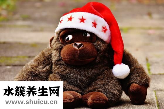 长毛猫怎么打理