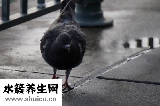 鸟自动喂食器怎么做