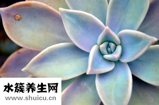 热带鱼十间怎么养