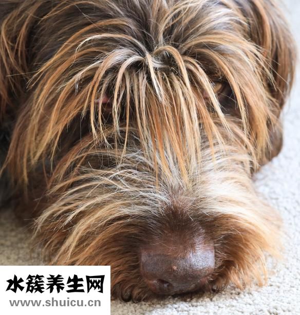 黑人头五分钟怎么用