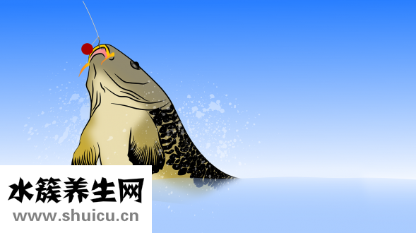 孔雀鱼跳缸怎么回事