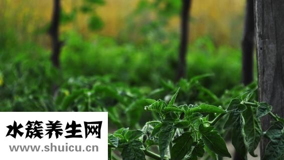 草木灰浇兰花怎么用