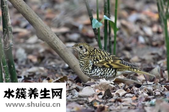 得了鹅口疮怎么办