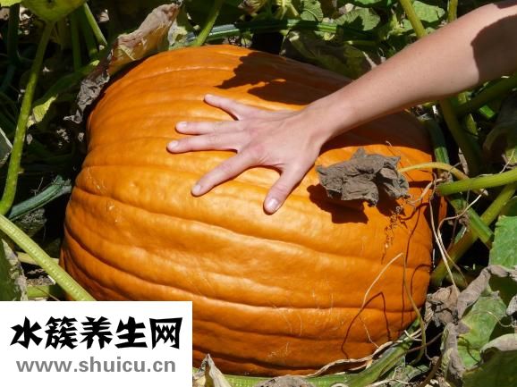 橙子怎么热着吃