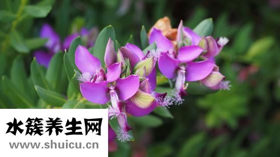远志怎么去心