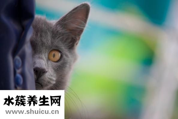 海豚人怎么玩