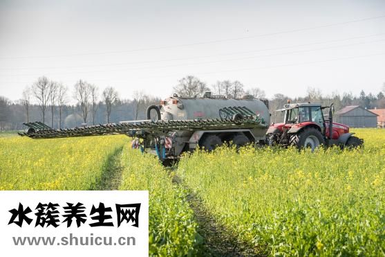 草木灰浇兰花怎么用