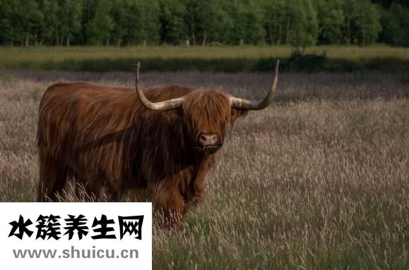 怎么做葱爆羊肉嫩