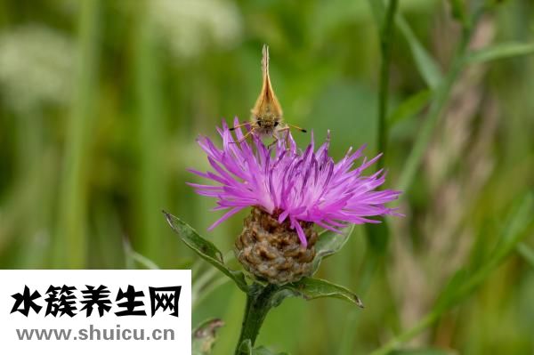 天生眼皮厚怎么变薄