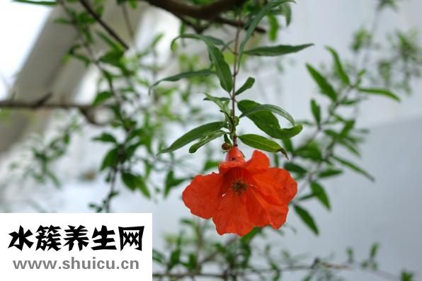 新鲜石榴怎么保存