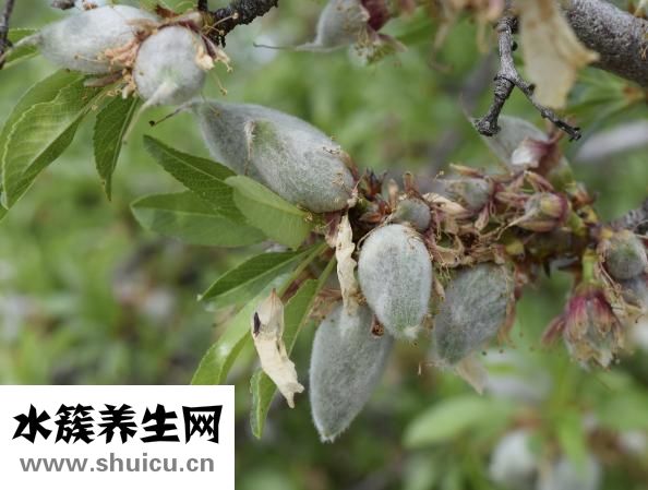 杏仁胎盘乳霜怎么用