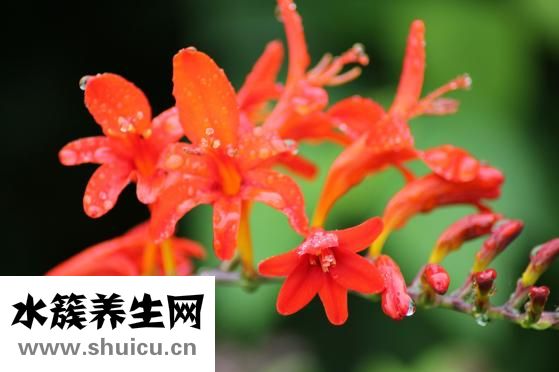 高频耳鸣怎么治