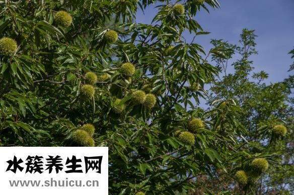 晒干的板栗怎么煮
