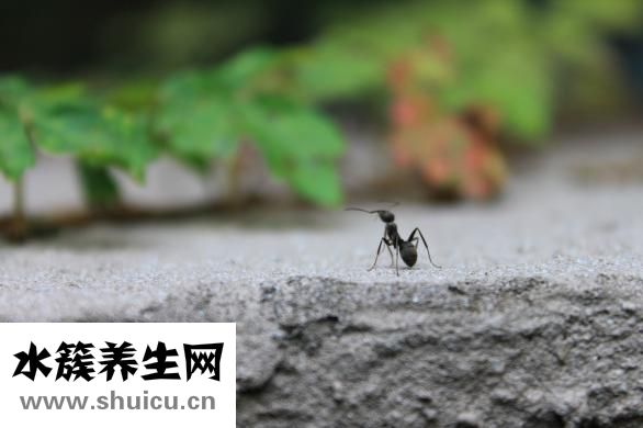蚂蚁新后怎么养