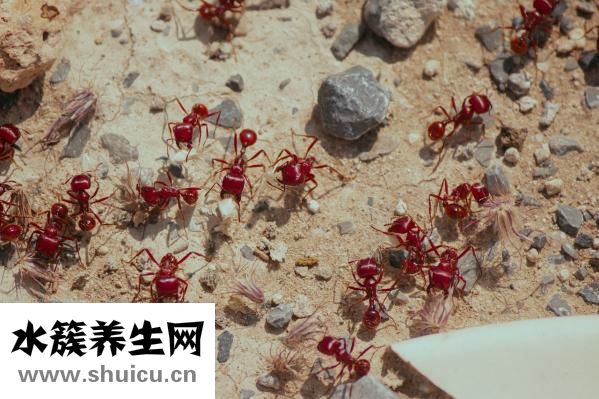 蚂蚁新后怎么养