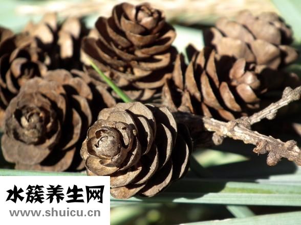 猪皮膏怎么用