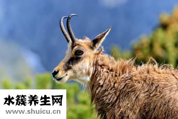 怕冷要怎么补