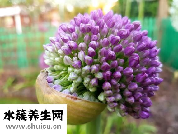 食疗怎么治咳嗽