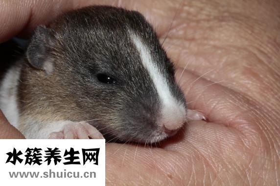 婴儿铜钱癣怎么治疗