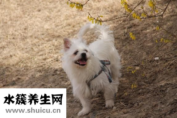 怎么治狗瘟